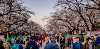 Das Erwachen der Kirschblüte in Tokio Sakura Festival in Tokio