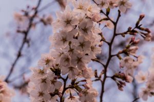 Sakura in Tokio