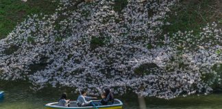 Die größte Stadt der Welt feiert die Kirschblüte Kirschblüte in Tokio