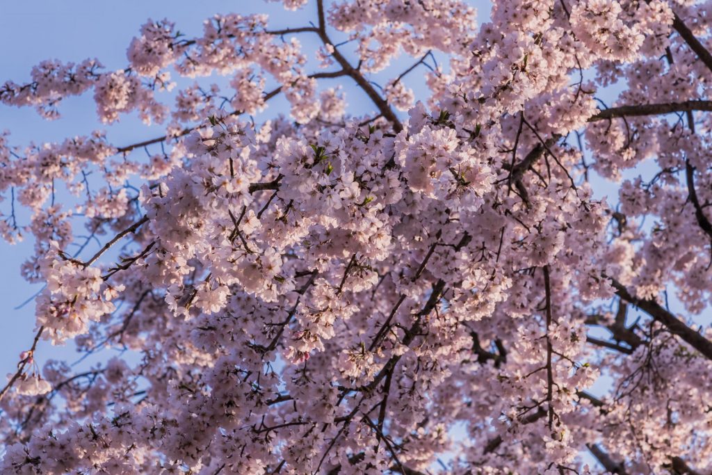 Kirschblüten im Ritsurin Park auf Shikoku