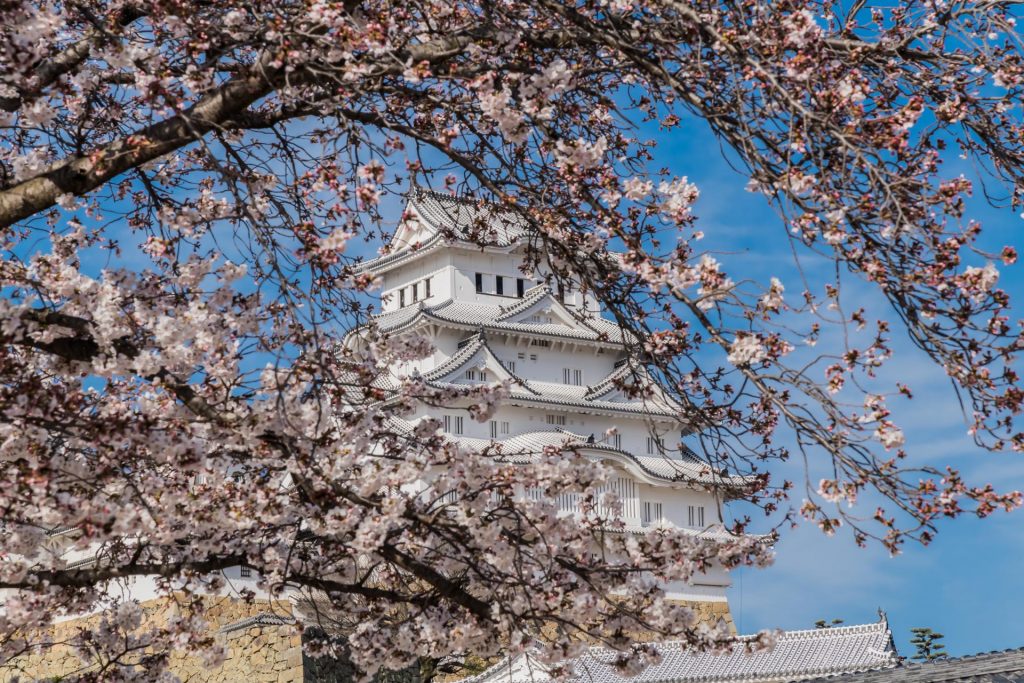 Himeji Castle in der Kirschblüte