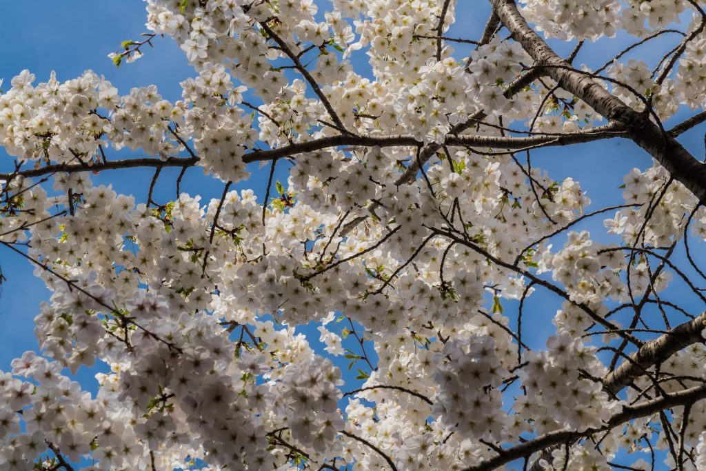 Kirschblüten bei Himeji Castle