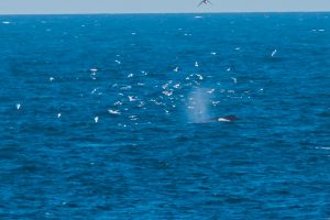 Buckelwal im Nordmeer