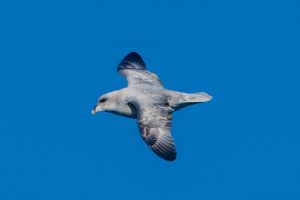 Eissturmvogel im Flug