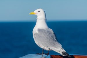 Möwe als Fahrgast auf einem Schiff