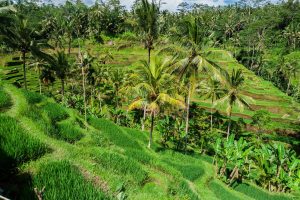 Reisterrassen bei Tegalalang auf Bali Reisterrassen bei Tegalalang auf Bali