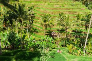 Reisanbau auf Bali