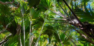 Vallée de Mai auf Praslin und die legendäre Coco de Mer Das Vallée de Mai auf Praslin