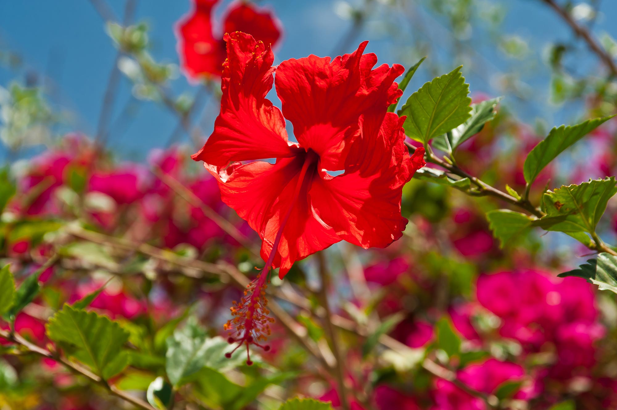 Hibiskus im Oman