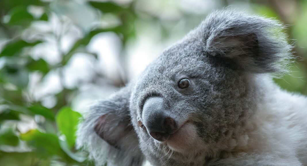 Koala in Australien