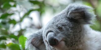 Der Kontinent Australien Koala in Australien