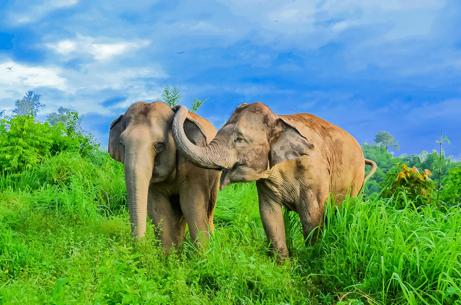 Fauna Vietnams – Tierwelt, Artenvielfalt und Lebensräume Asiatischer Elefant