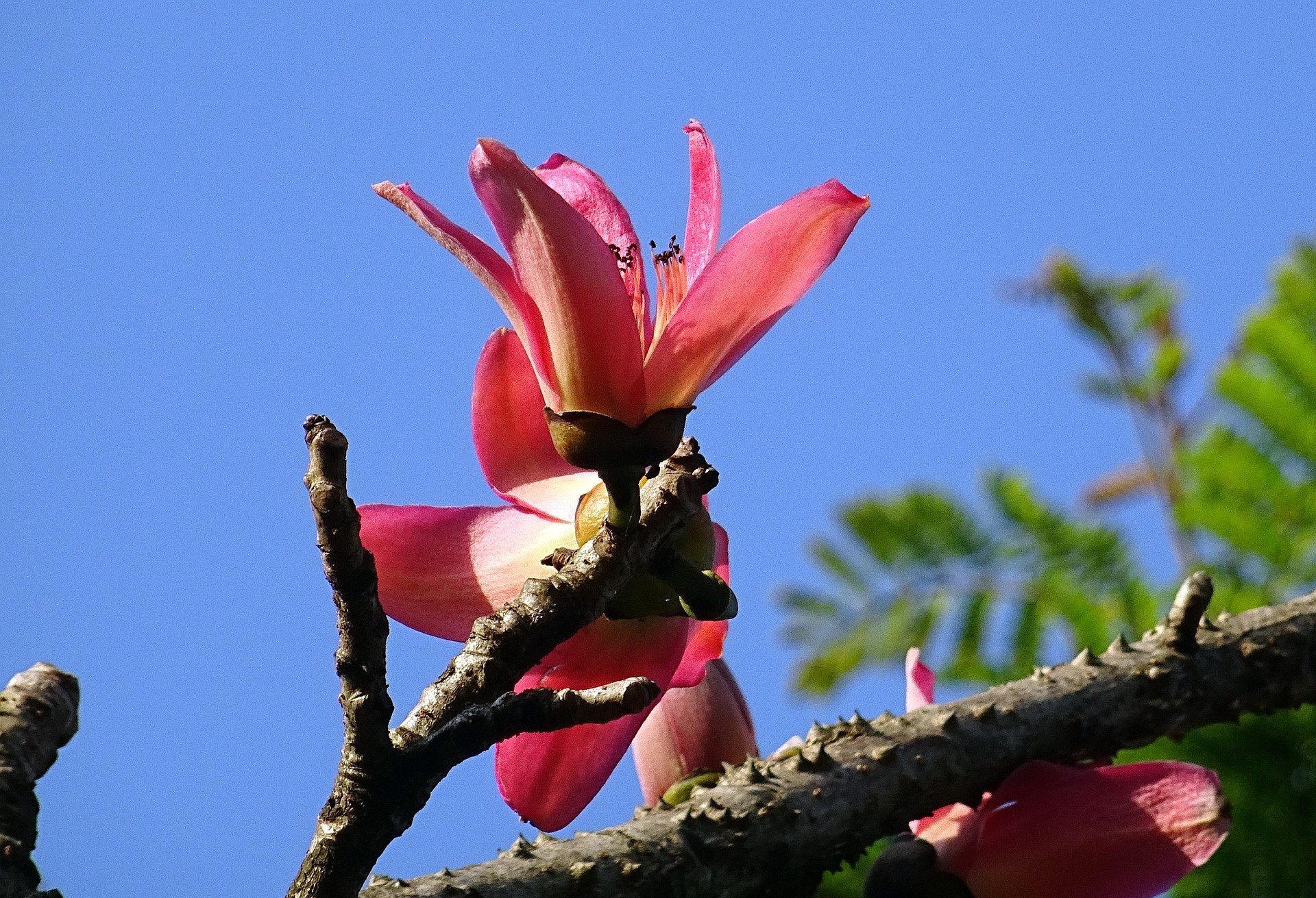 Flora Vietnams – Vegetationszonen und Pflanzenvielfalt Blüte des Kapokbaumes (Bombax ceiba) in Vietnam