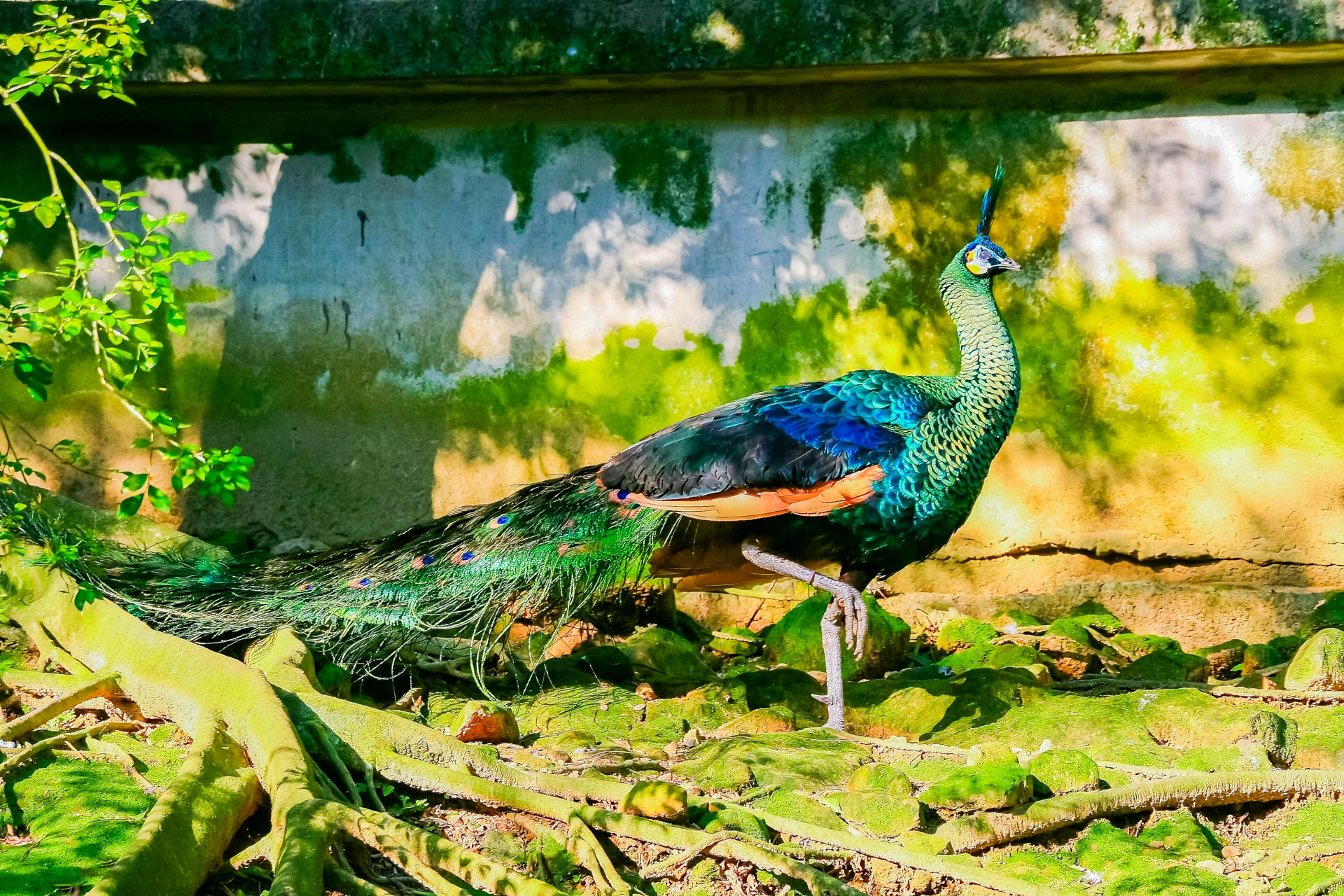 Fauna Vietnams – Tierwelt, Artenvielfalt und Lebensräume Der grüne Pfau ist ein seltener Vogel in der Tierwelt Vietnams