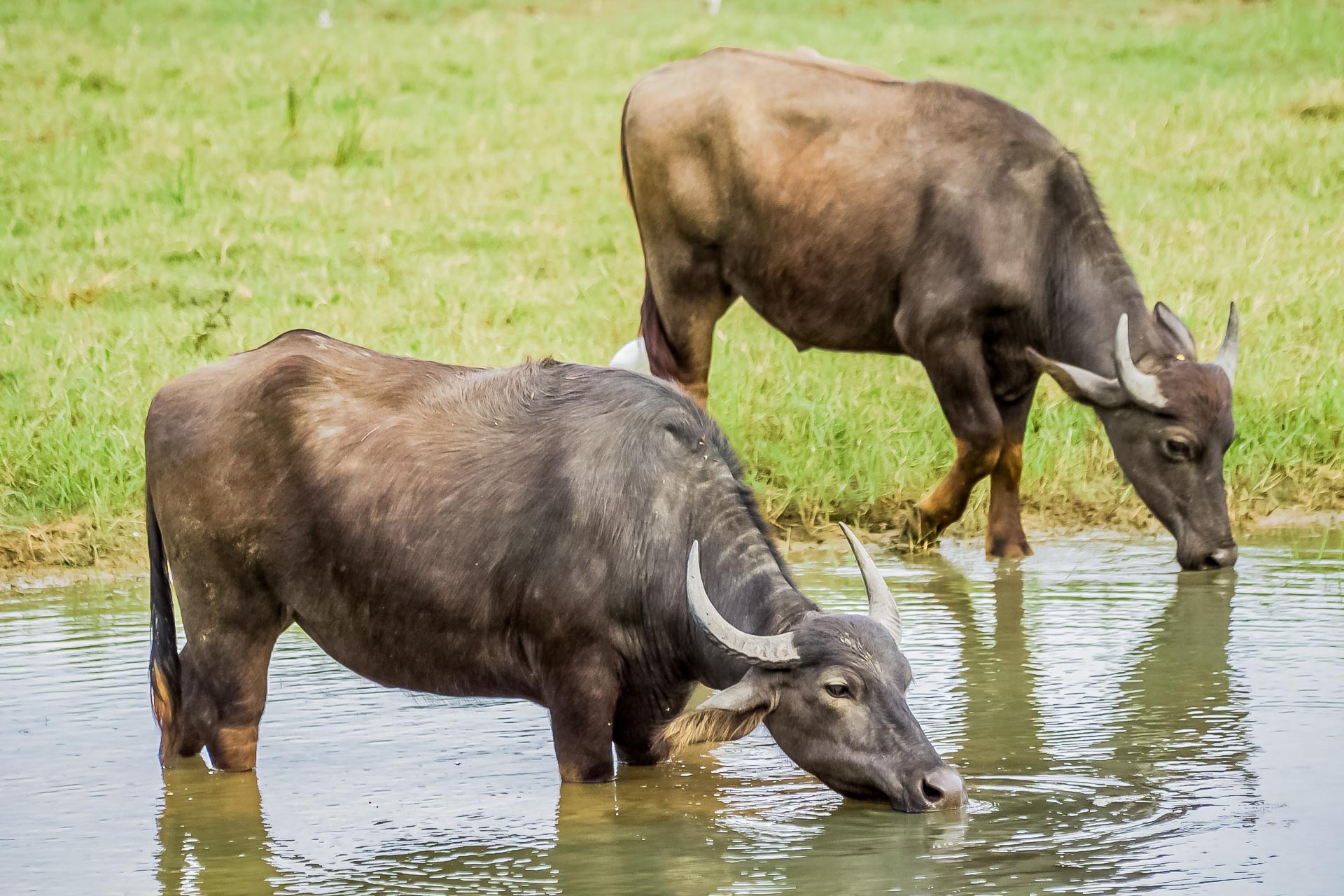 Fauna Vietnams – Tierwelt, Artenvielfalt und Lebensräume Wasserbüffel sieht in Vietnam fast Haustiere