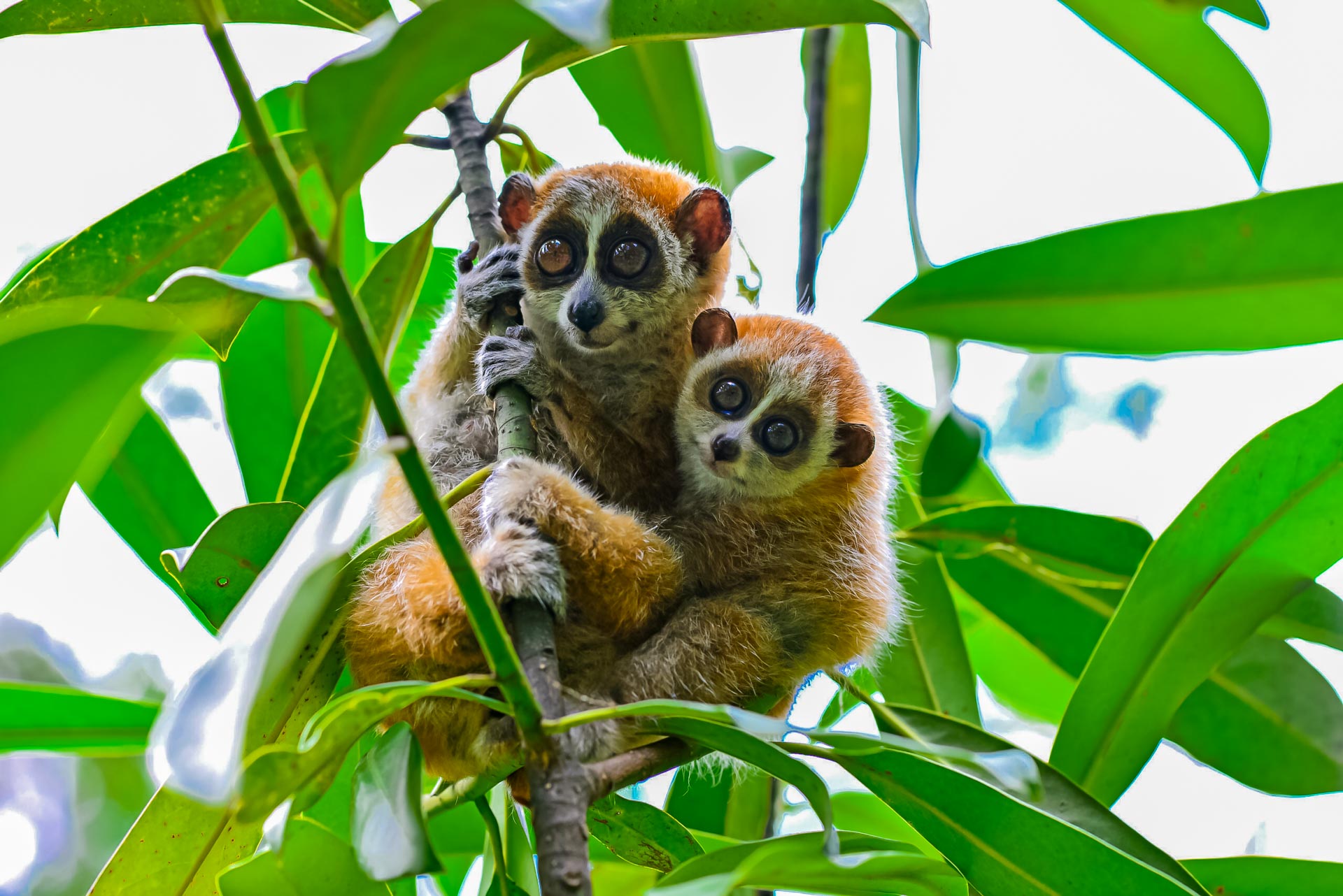 Fauna Vietnams – Tierwelt, Artenvielfalt und Lebensräume Primaten sind weit verbreitet in den Wäldern Vietnams