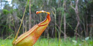 Vegetation und Pflanzenwelt Kambodschas Flora in Kambodscha