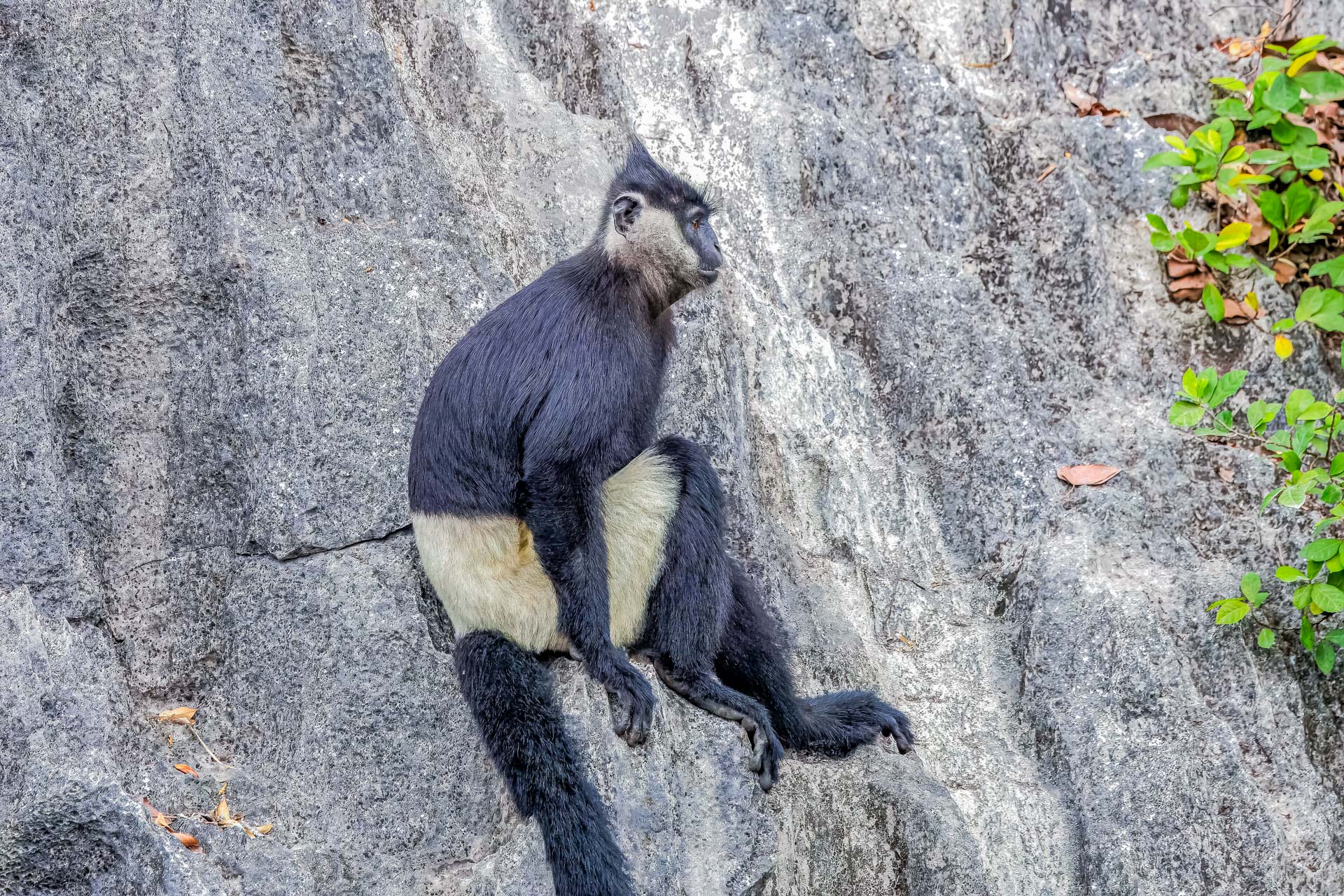 Fauna Vietnams – Tierwelt, Artenvielfalt und Lebensräume Gibbonart – Delacours langur