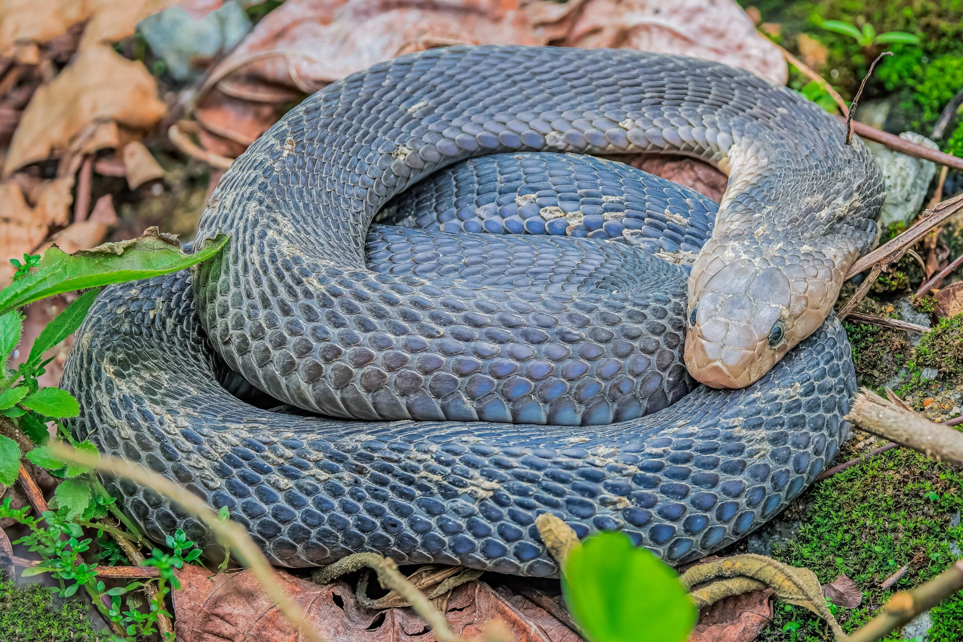 Fauna Vietnams – Tierwelt, Artenvielfalt und Lebensräume Königskorba in den tropischen Regionen Vietnams