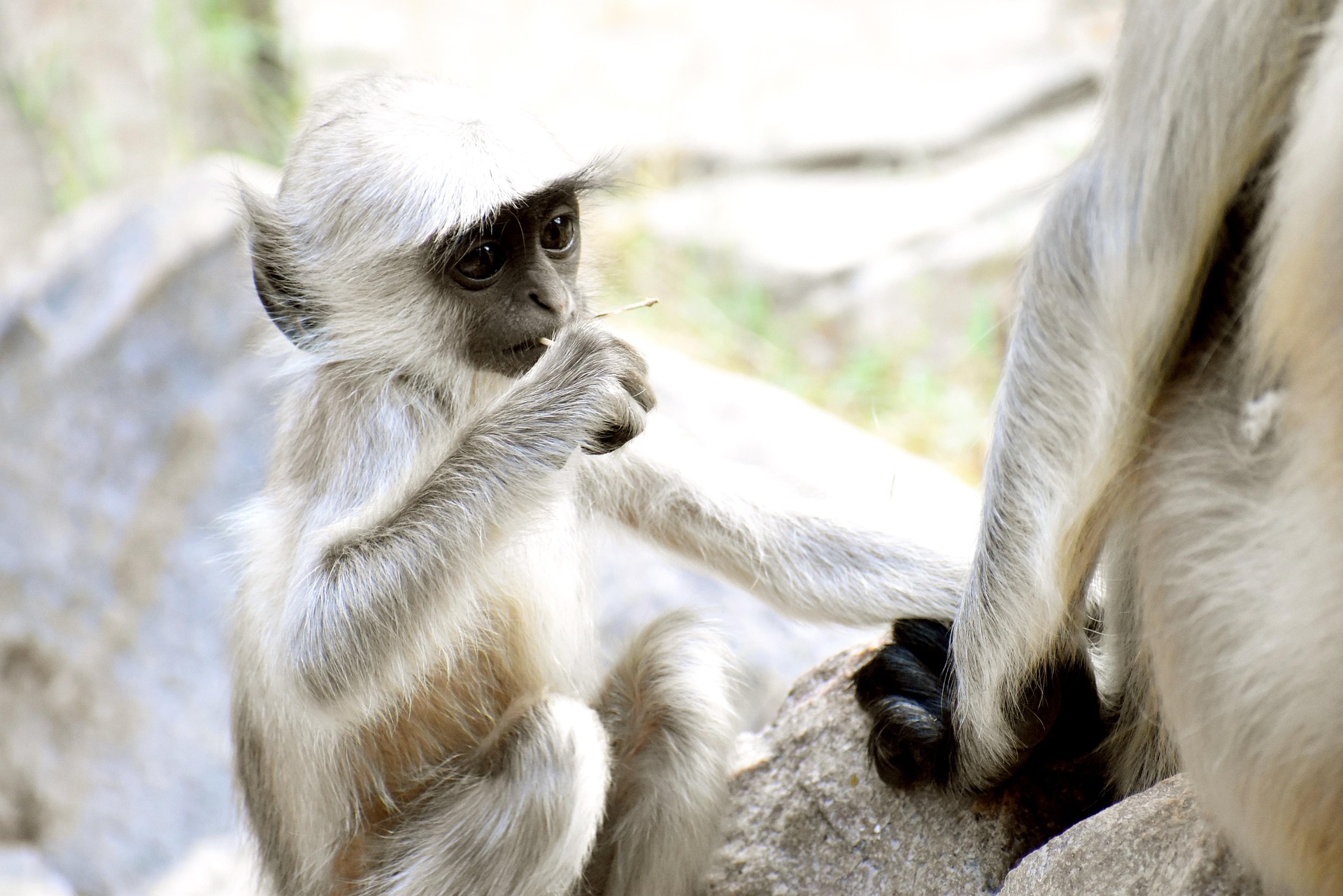Fauna Vietnams – Tierwelt, Artenvielfalt und Lebensräume Langurenbaby in Vietnam
