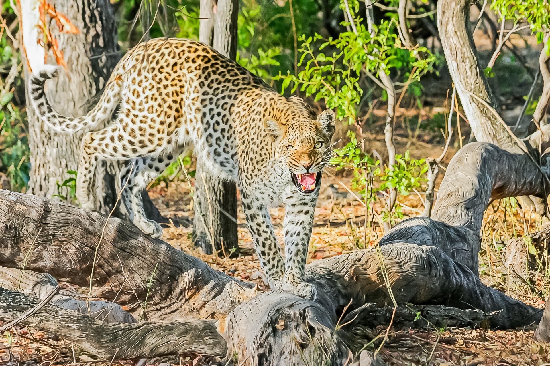 Fauna Vietnams – Tierwelt, Artenvielfalt und Lebensräume Leopard in den Wälern Vietnams