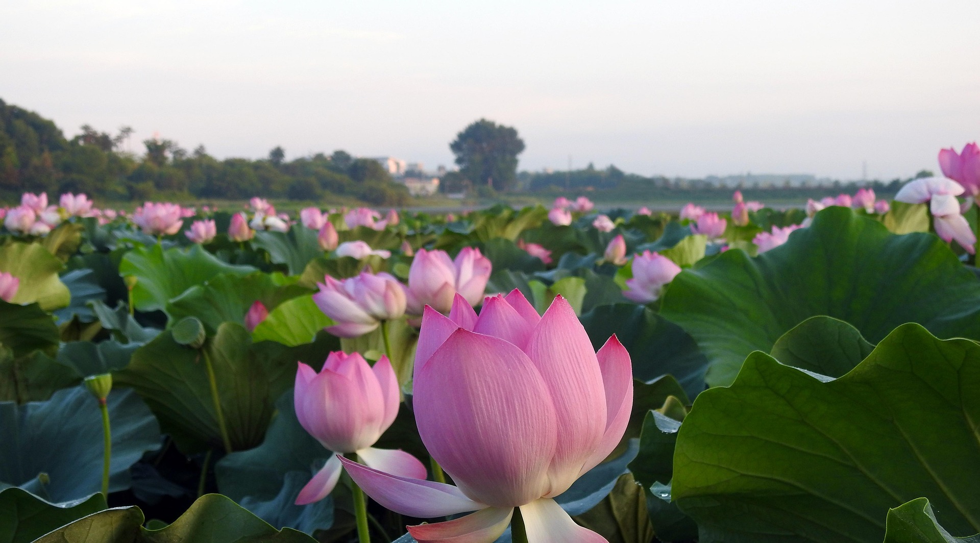 Flora Vietnams – Vegetationszonen und Pflanzenvielfalt Lotosteich-in-Vietnam