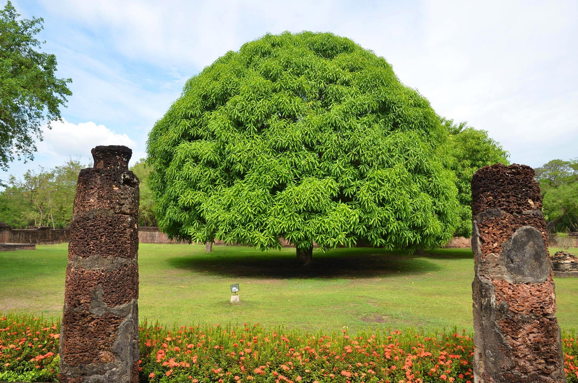 Flora Vietnams – Vegetationszonen und Pflanzenvielfalt Mangobaum-in-Vietnam