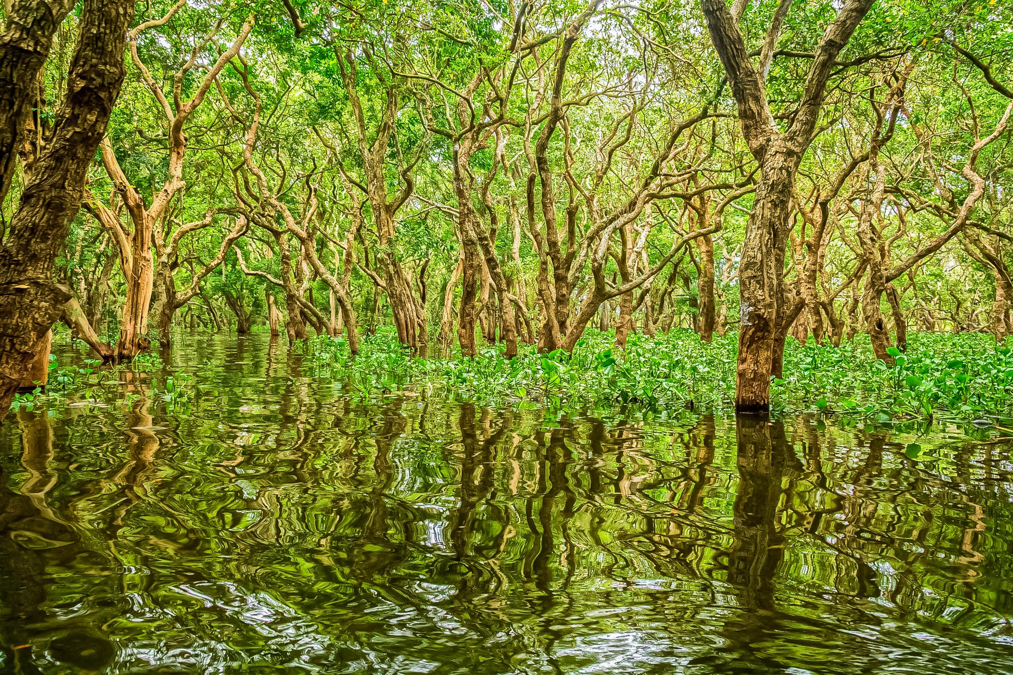 Vegetation und Pflanzenwelt Kambodschas Mangrowen gehören in Kambodscha zum Landschaftbild