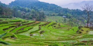 Vietnam – Geografie, Klima und Natur Natur in Vietnam