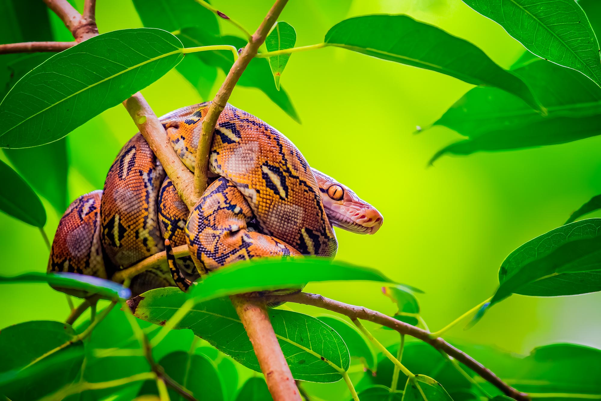 Netzpython_Fauna Kambodschas