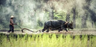 Provinzen Kambodschas – Verwaltungsgliederung und regionale Struktur Provinzen in Kambodscha