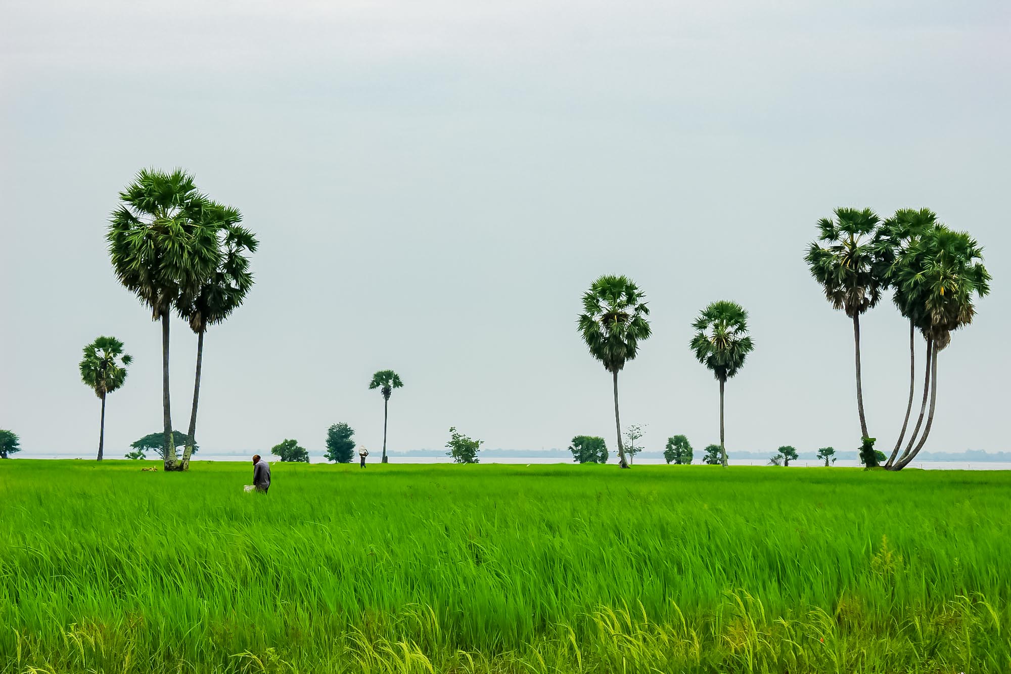 Vegetation und Pflanzenwelt Kambodschas Reisfelder in der Tiefebene Kambodschas