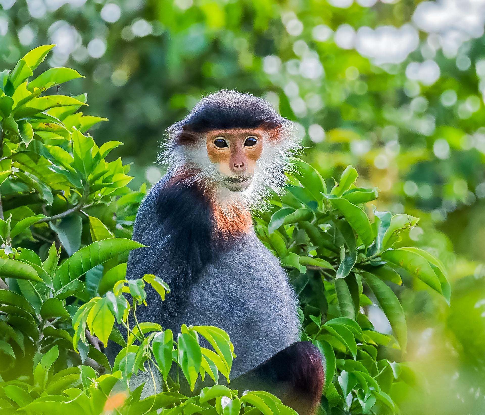 Fauna Vietnams – Tierwelt, Artenvielfalt und Lebensräume Rotschenkel-Kleideraffen (Pygathrix nemaeus)
