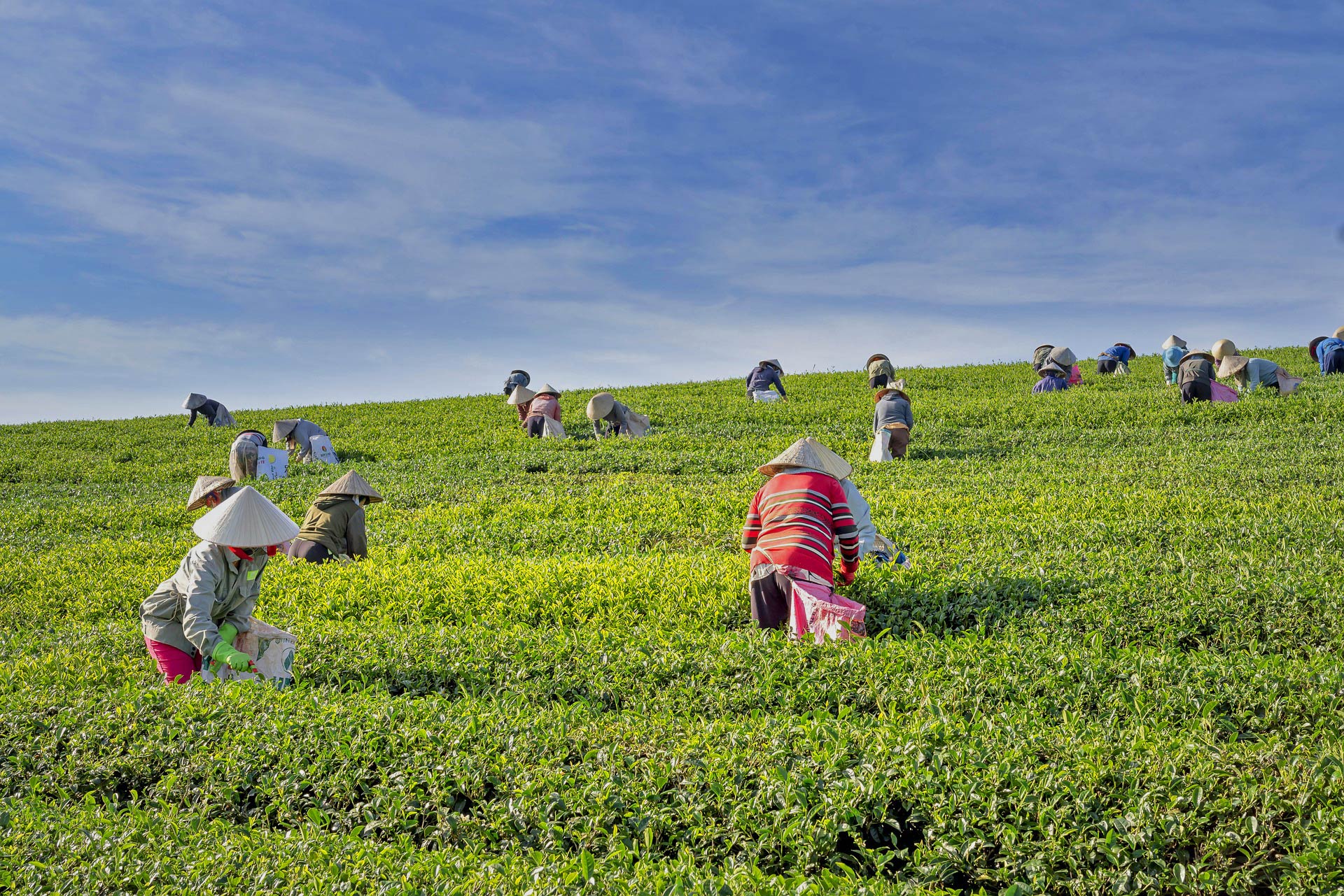 Flora Vietnams – Vegetationszonen und Pflanzenvielfalt Teeernte auf einer Plantage in Vietnam