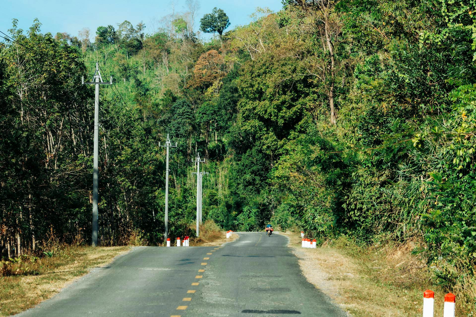 Flora Vietnams – Vegetationszonen und Pflanzenvielfalt Wald in Zentralvietnam