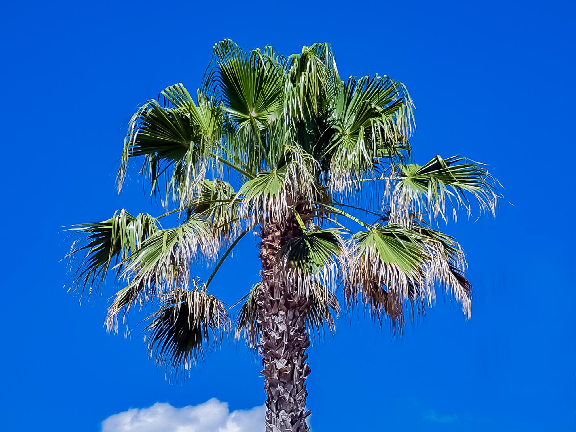Vegetation und Pflanzenwelt Kambodschas Zuckerpalme – Borassus flabellifer
